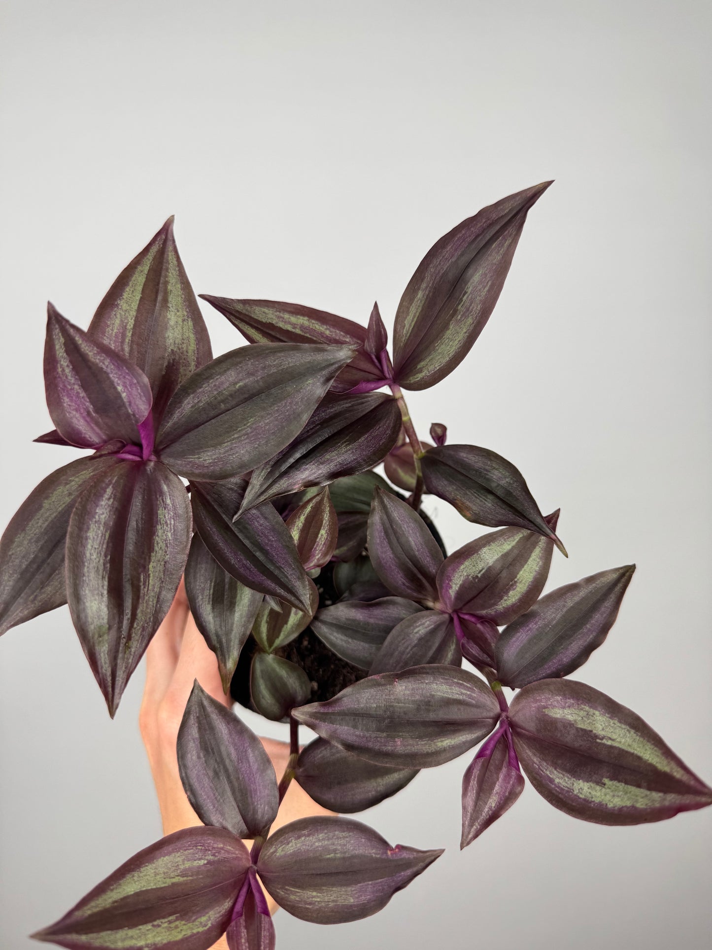 Tradescantia Burgundy