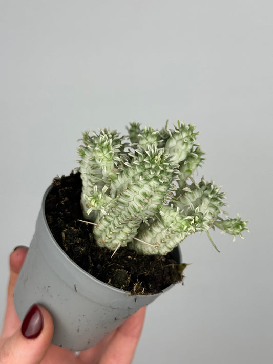 Euphorbia mammillaris variegata