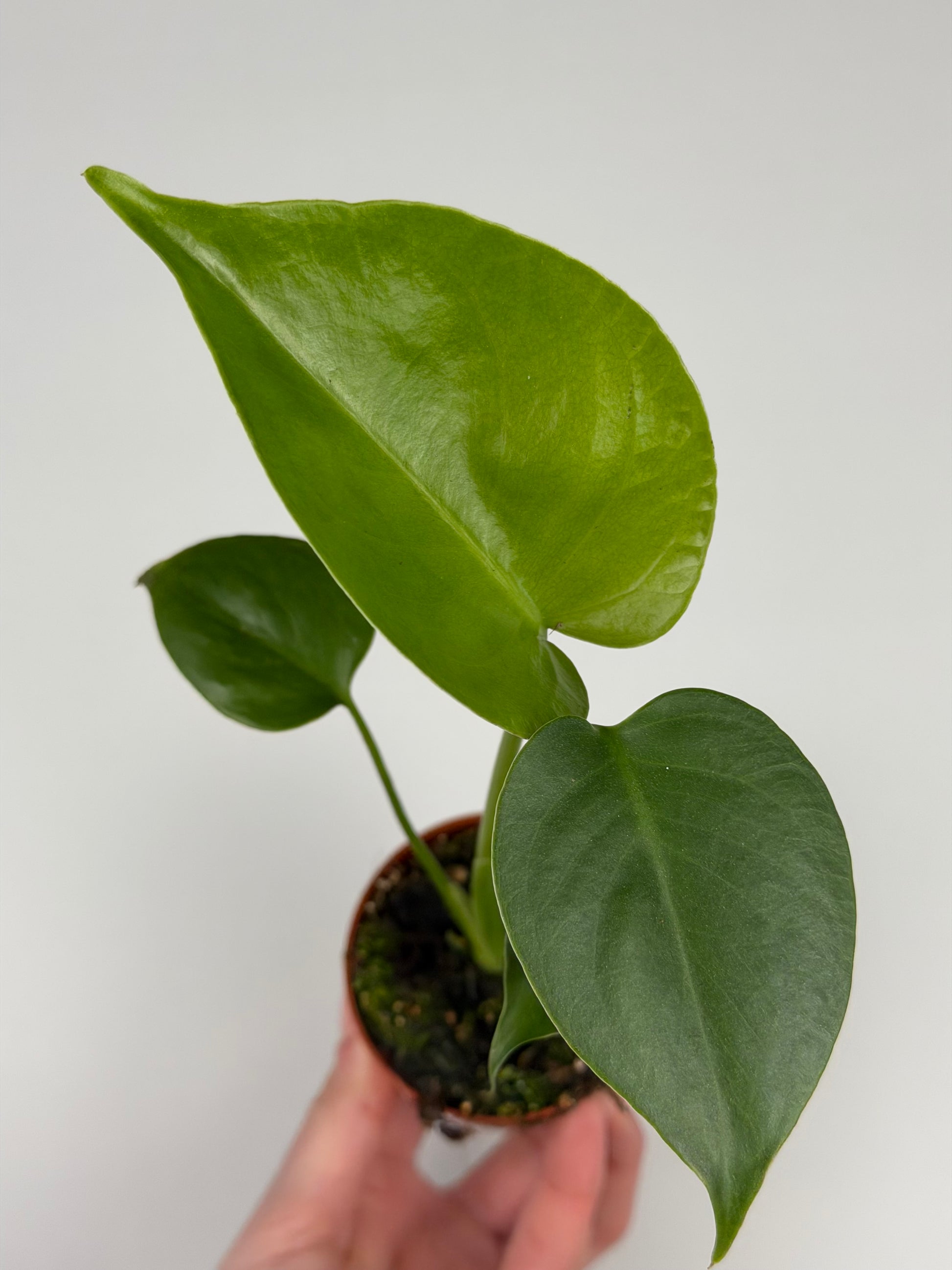 Monstera Deliciosa Monstera Tropical Corner