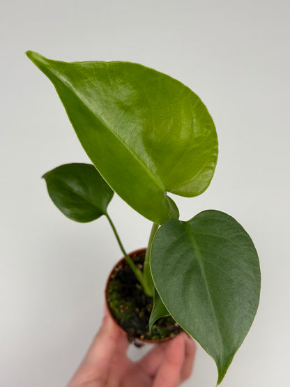 Monstera Deliciosa Monstera Tropical Corner