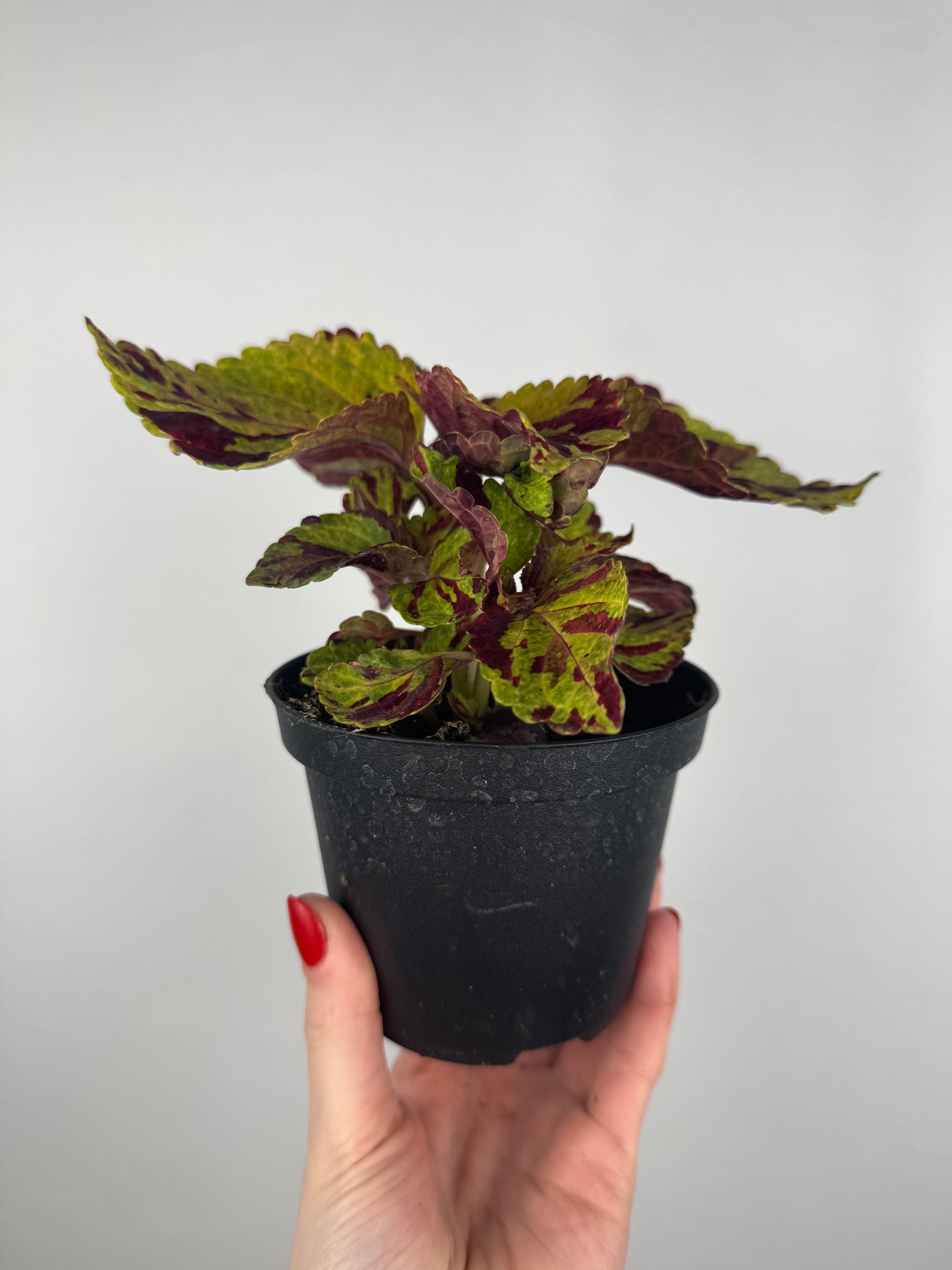 Coleus “Fairway mosaic” | Plectranthus Scutellarioides
