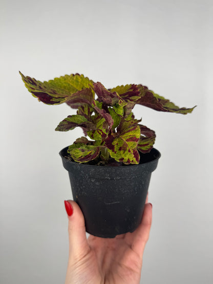 Coleus “Fairway mosaic” | Plectranthus Scutellarioides