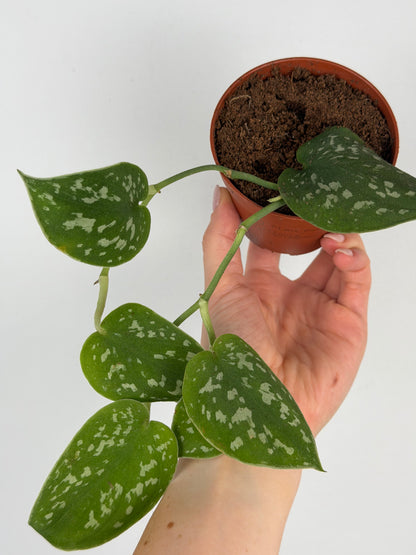 Scindapsus Pictus Argyraeus | Marco Tropical Corner