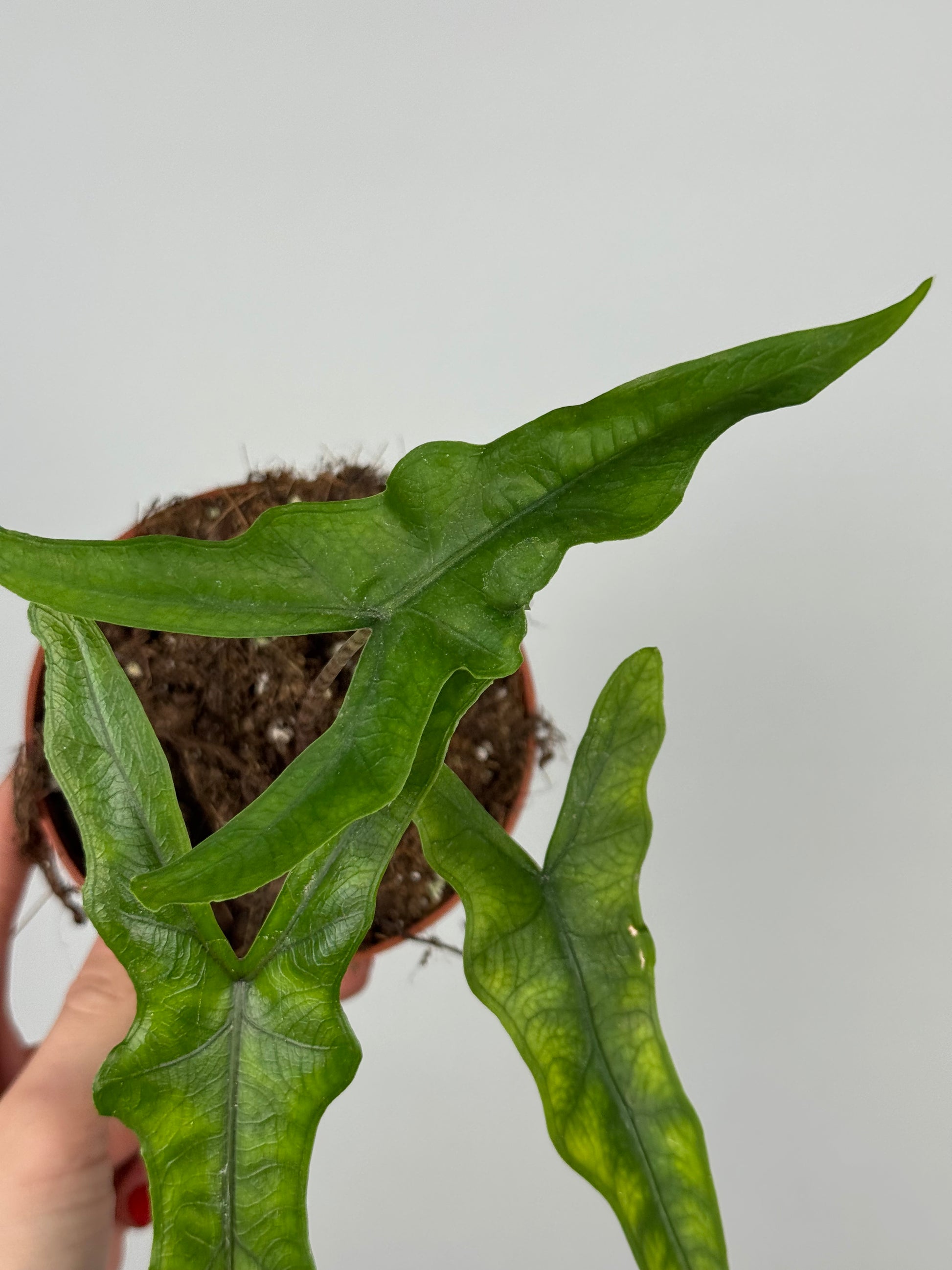 Alocasia Sabrina Narrow