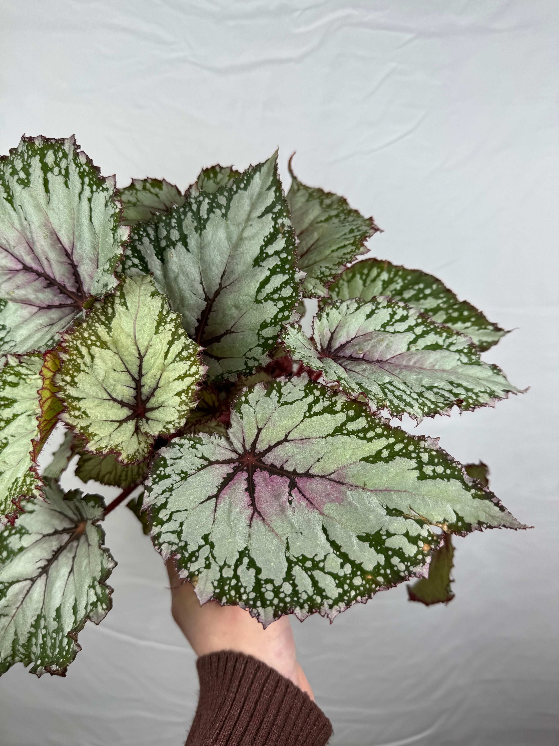 Begonia “Asian Tundra”