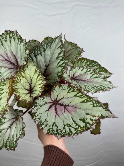 Begonia “Asian Tundra”