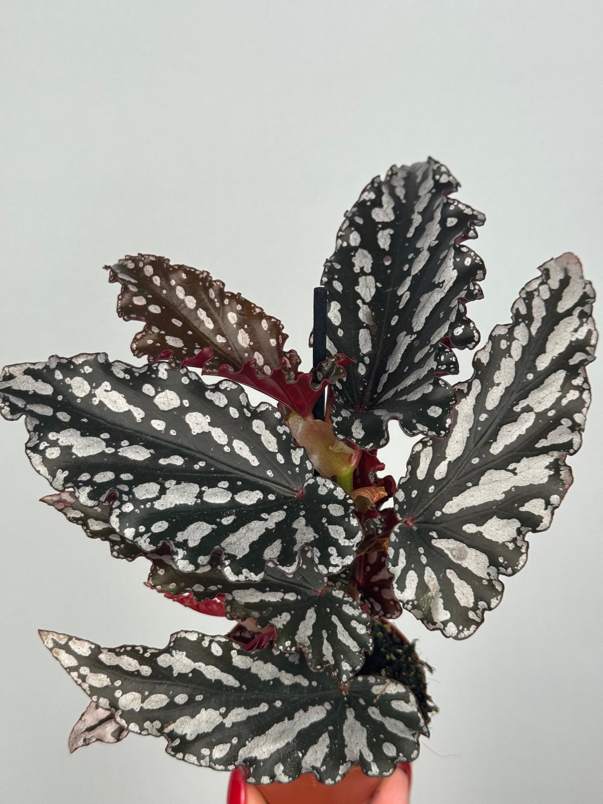 Begonia maculata 'Spotlight Dark'