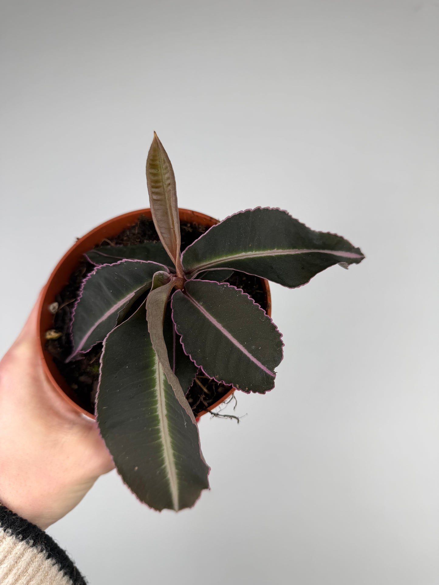 Labisia Pumila 'Electric Pink' Labisia Tropical Corner