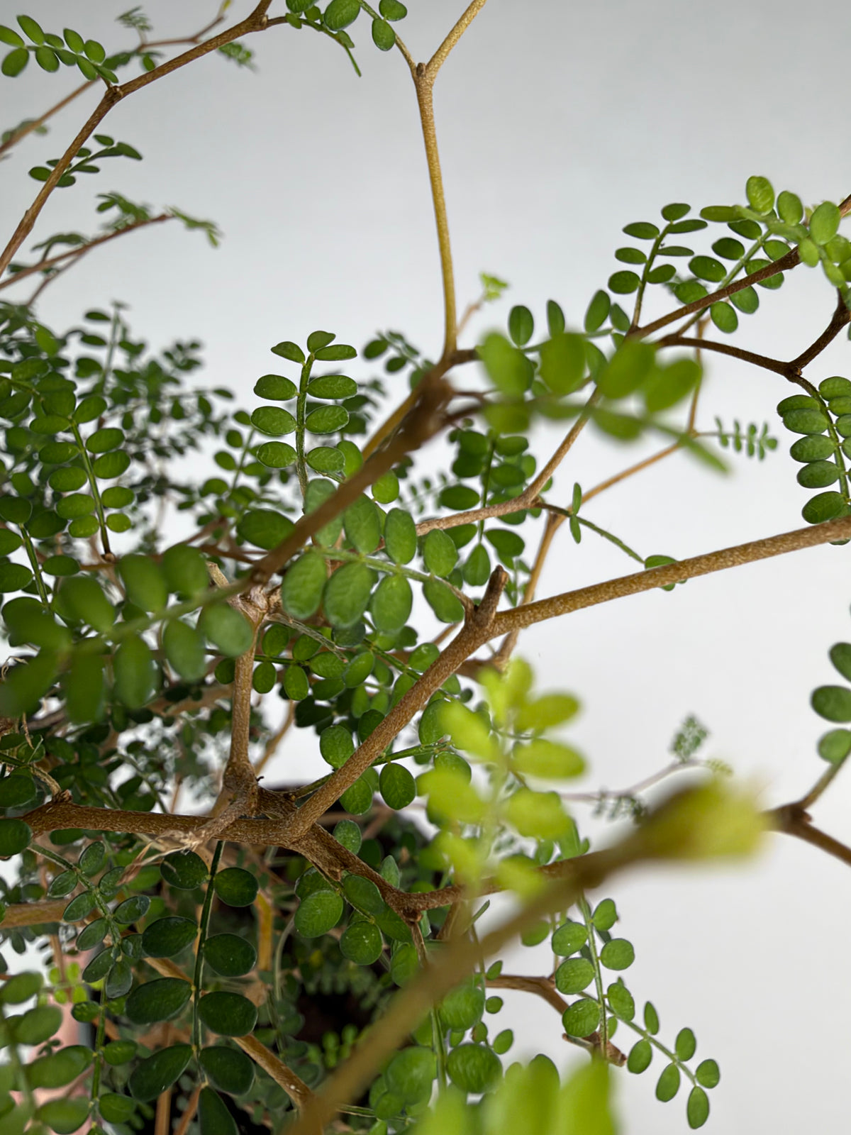 Sophora Prostrata 'Little Baby'