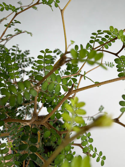 Sophora Prostrata 'Little Baby'
