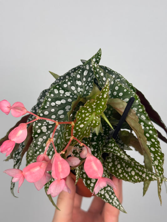 Begonia maculata “Double dot”