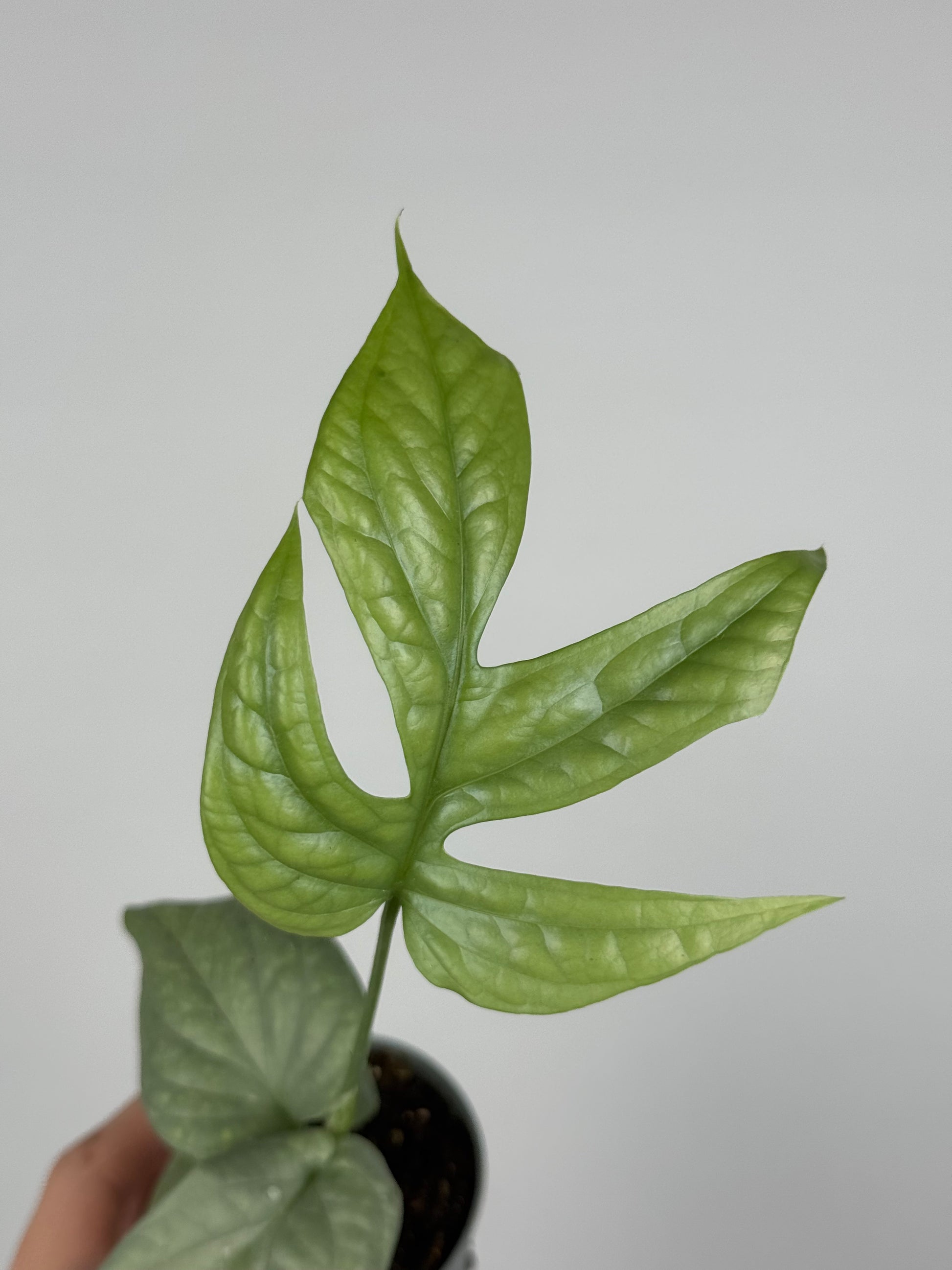 Amydrium Medium Silver