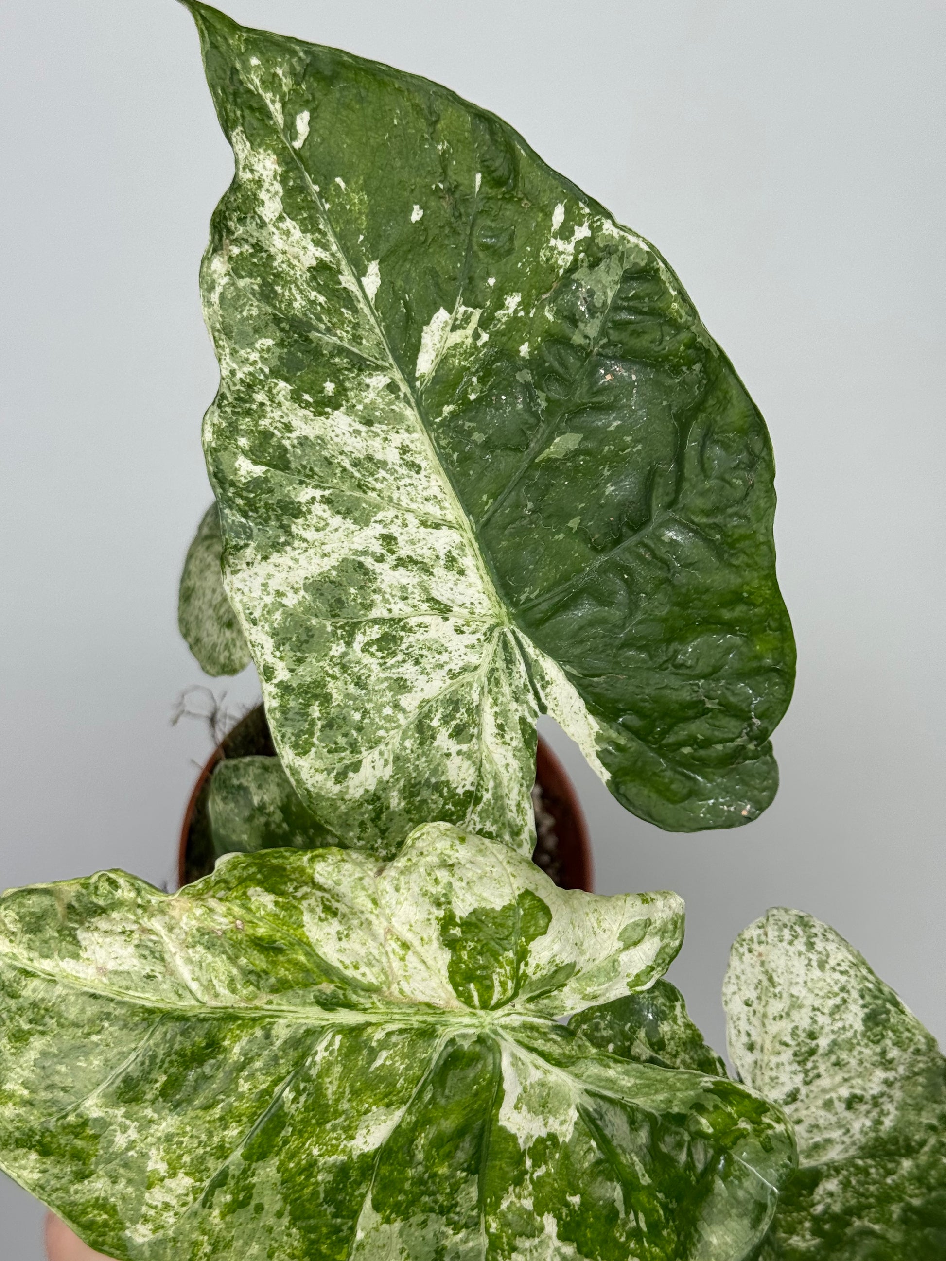 Alocasia Macrorrhiza Splash