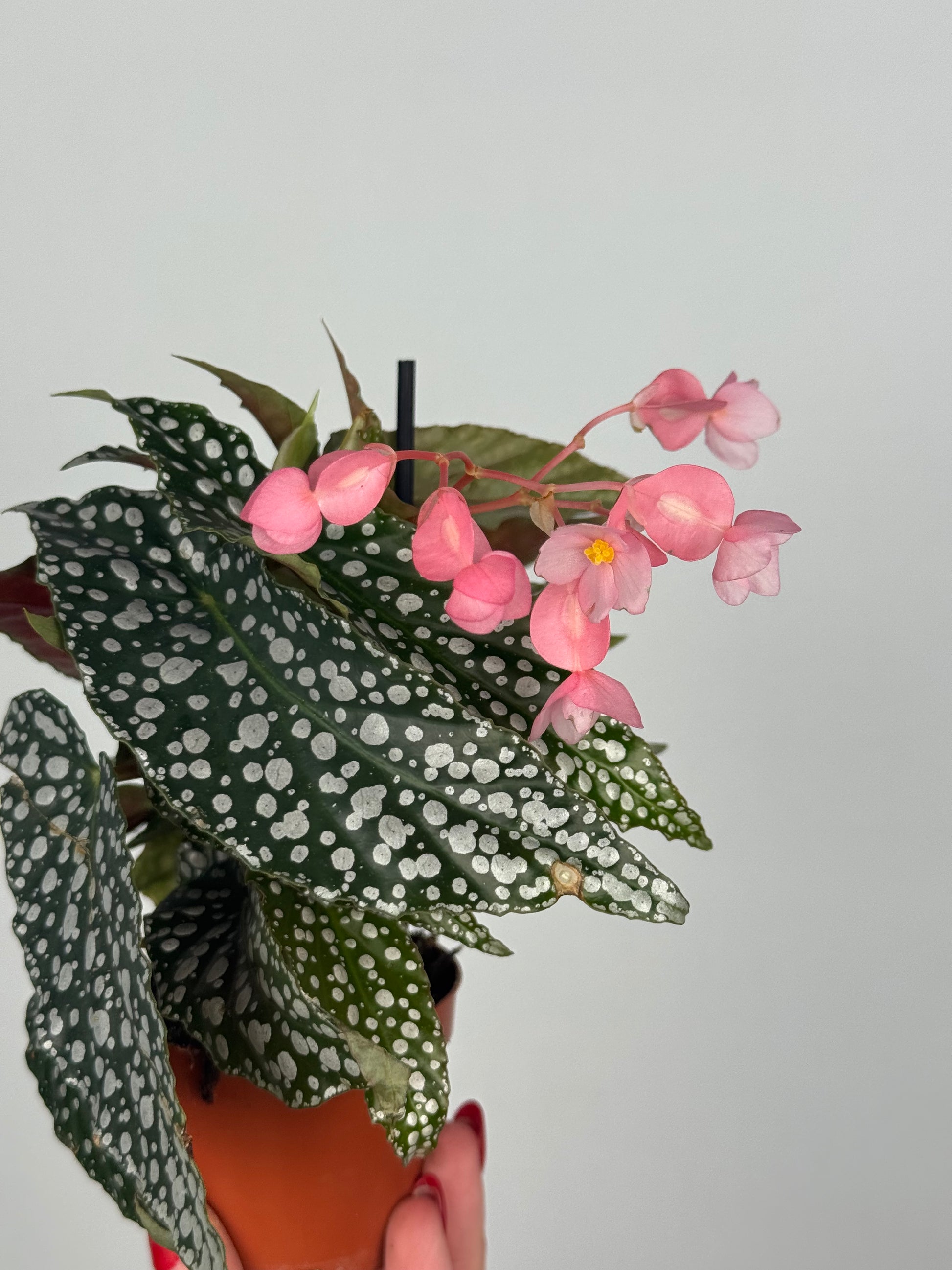 Begonia maculata “Double dot”