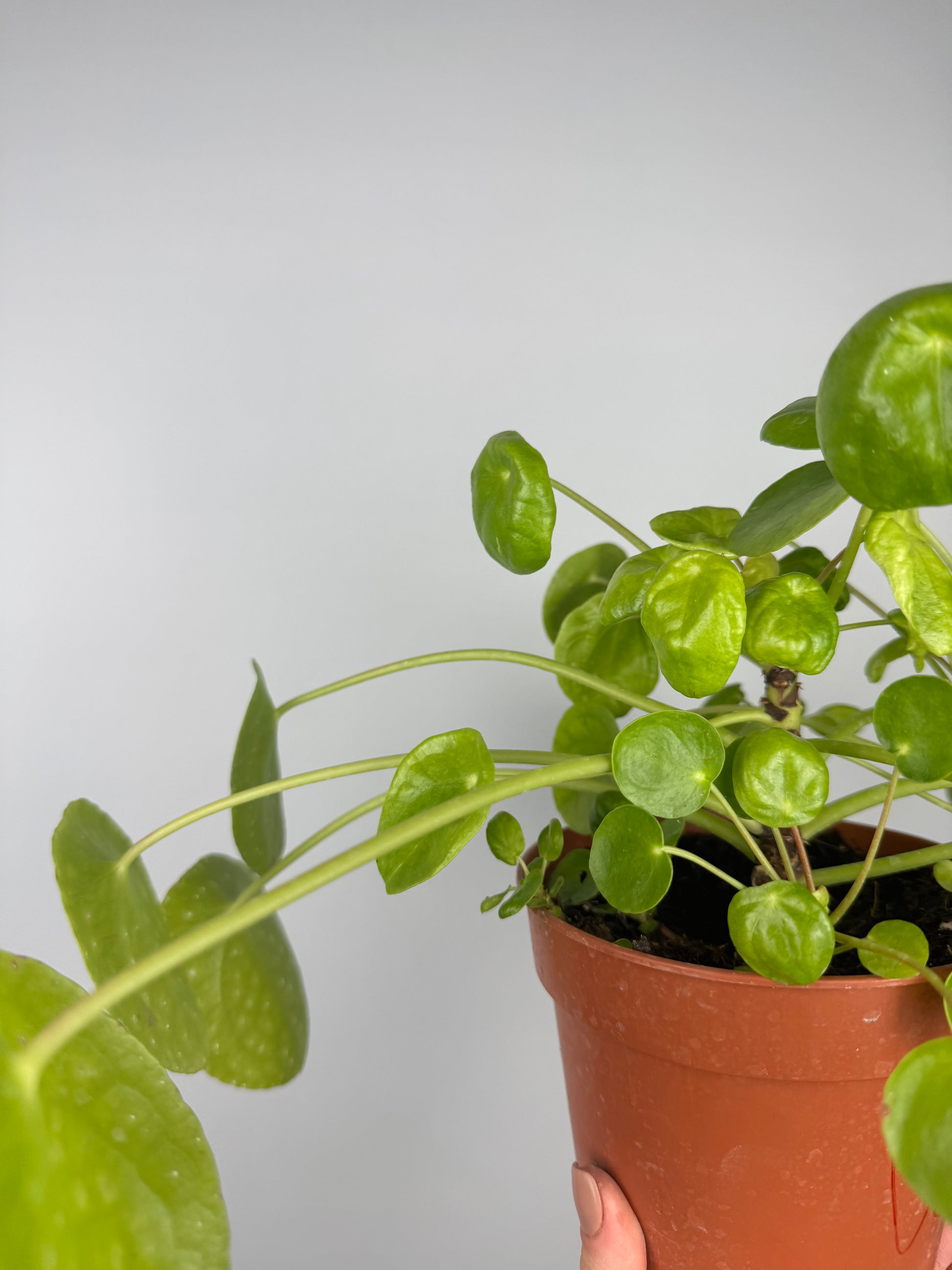Pilea Peperomioides | Vera