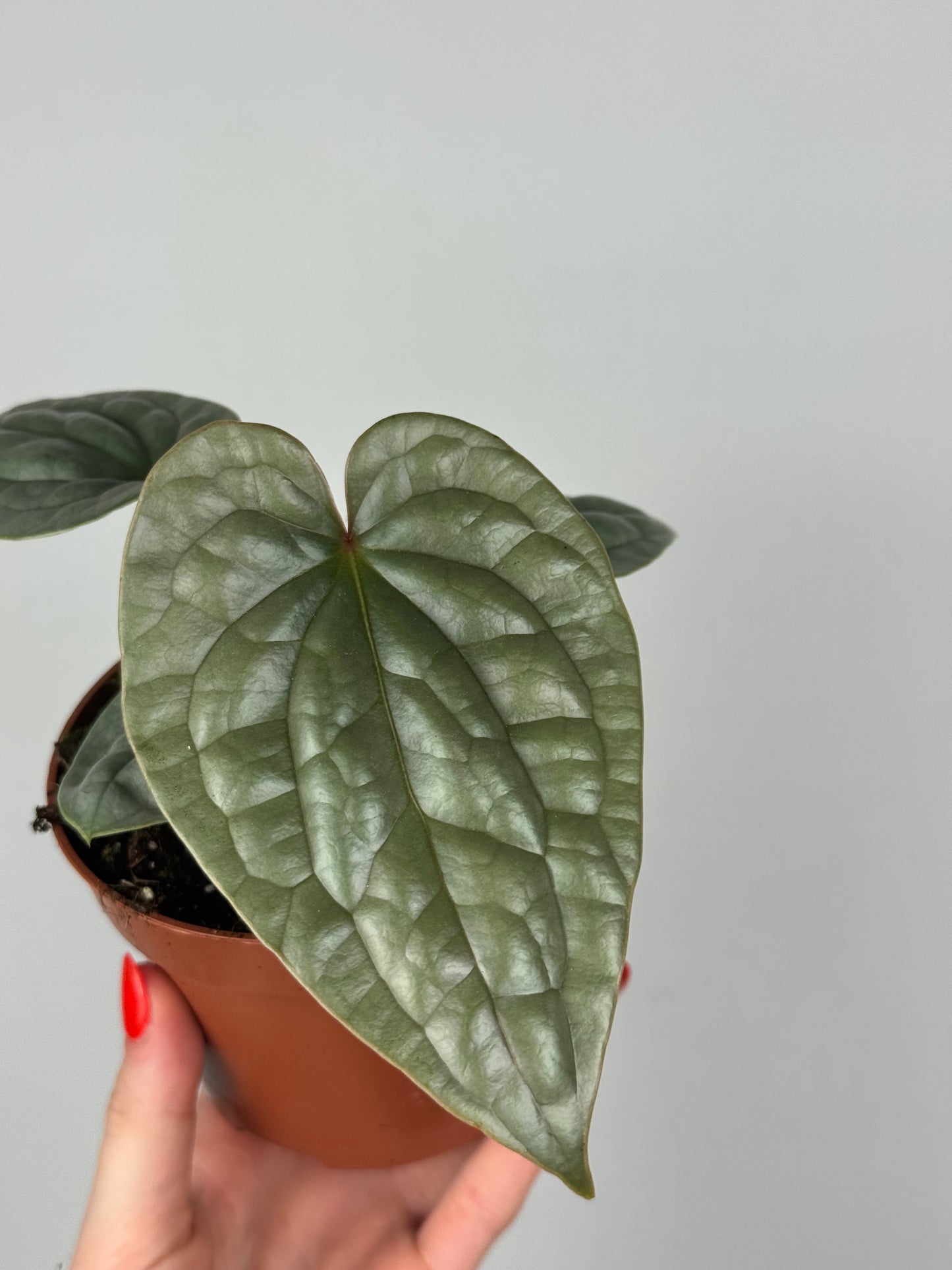Anthurium Luxurians