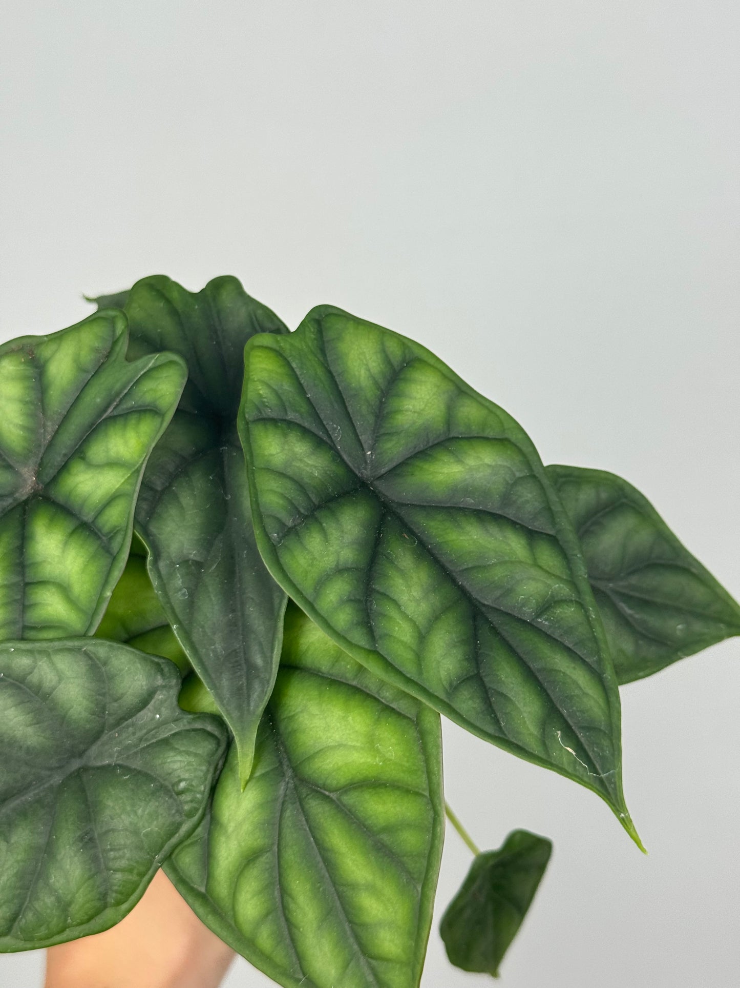 Alocasia Dragon Scale