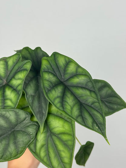 Alocasia Dragon Scale