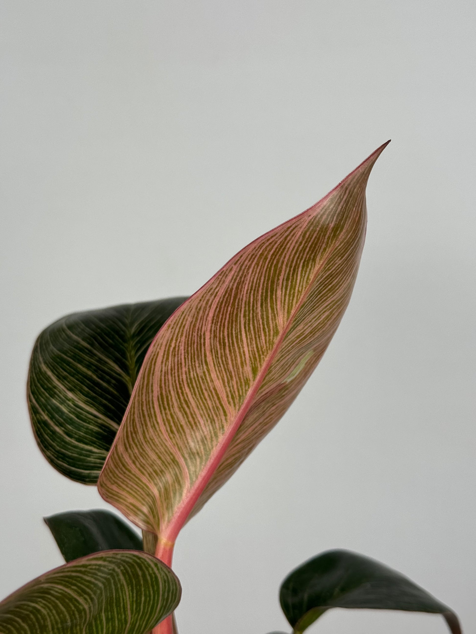 philodendron pink bikini Philodendron Pink Bikini – Tropical Corner