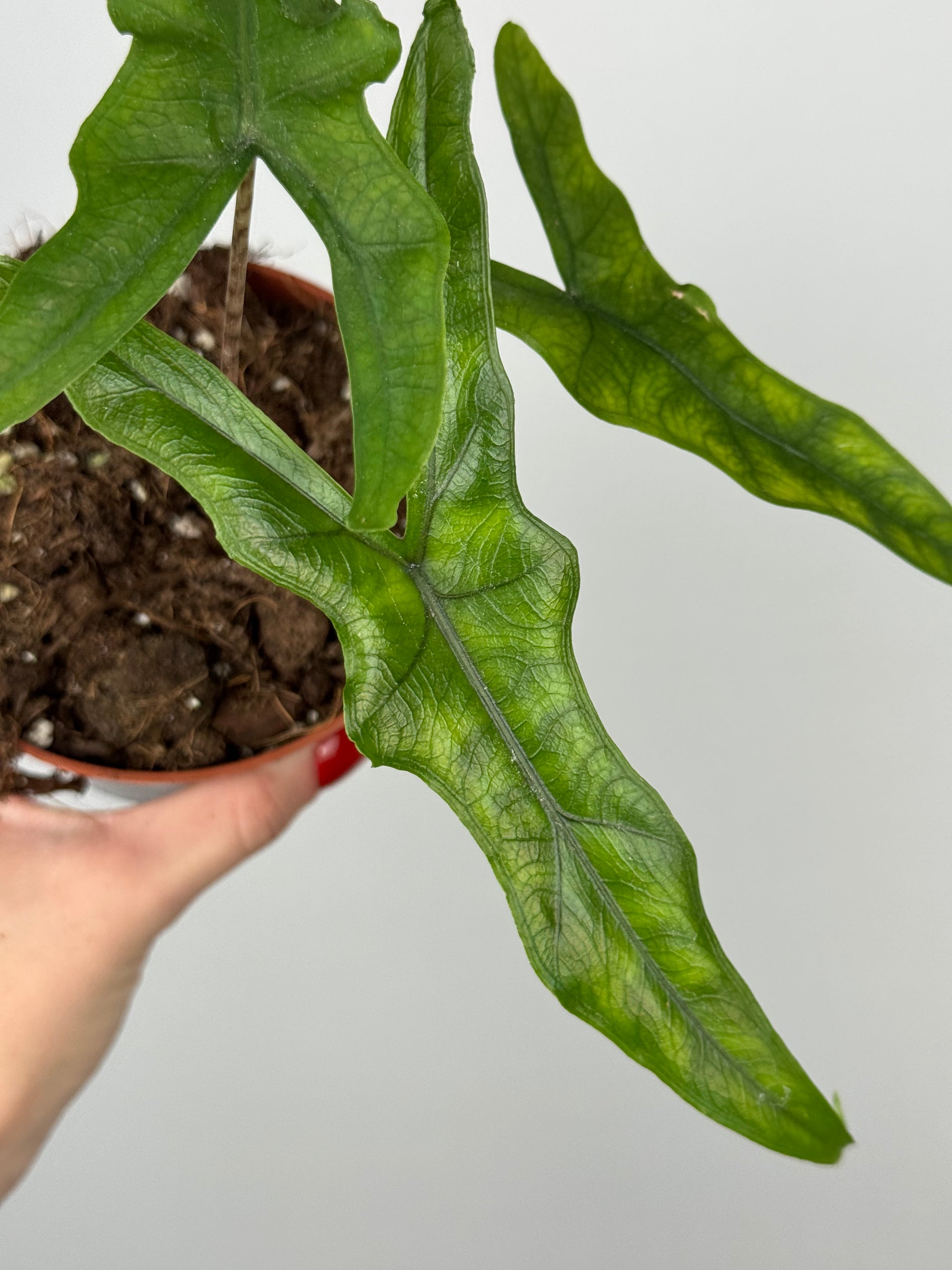 Alocasia Sabrina Narrow
