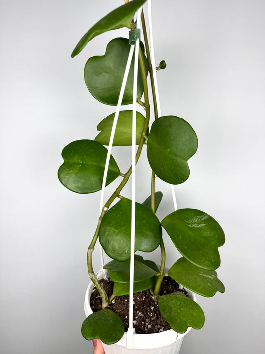 Hoya Kerrii
