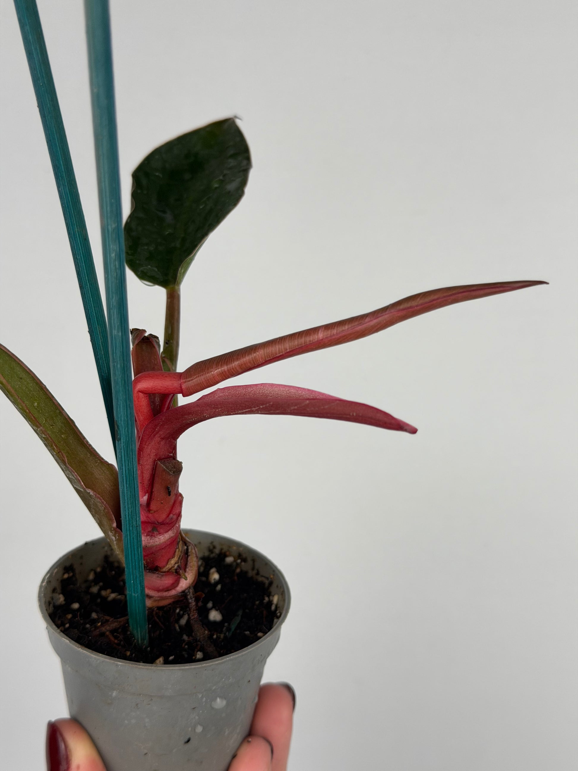 Philodendron Pink Bikini | Taki