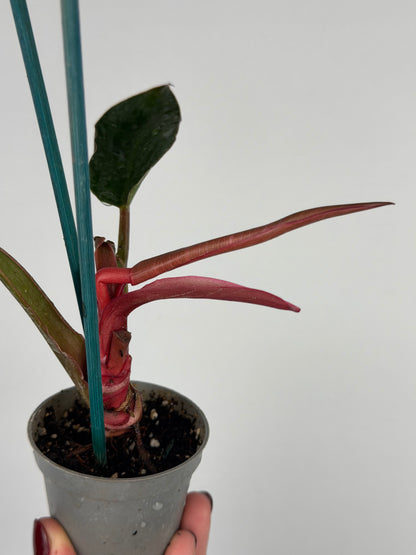 Philodendron Pink Bikini | Taki