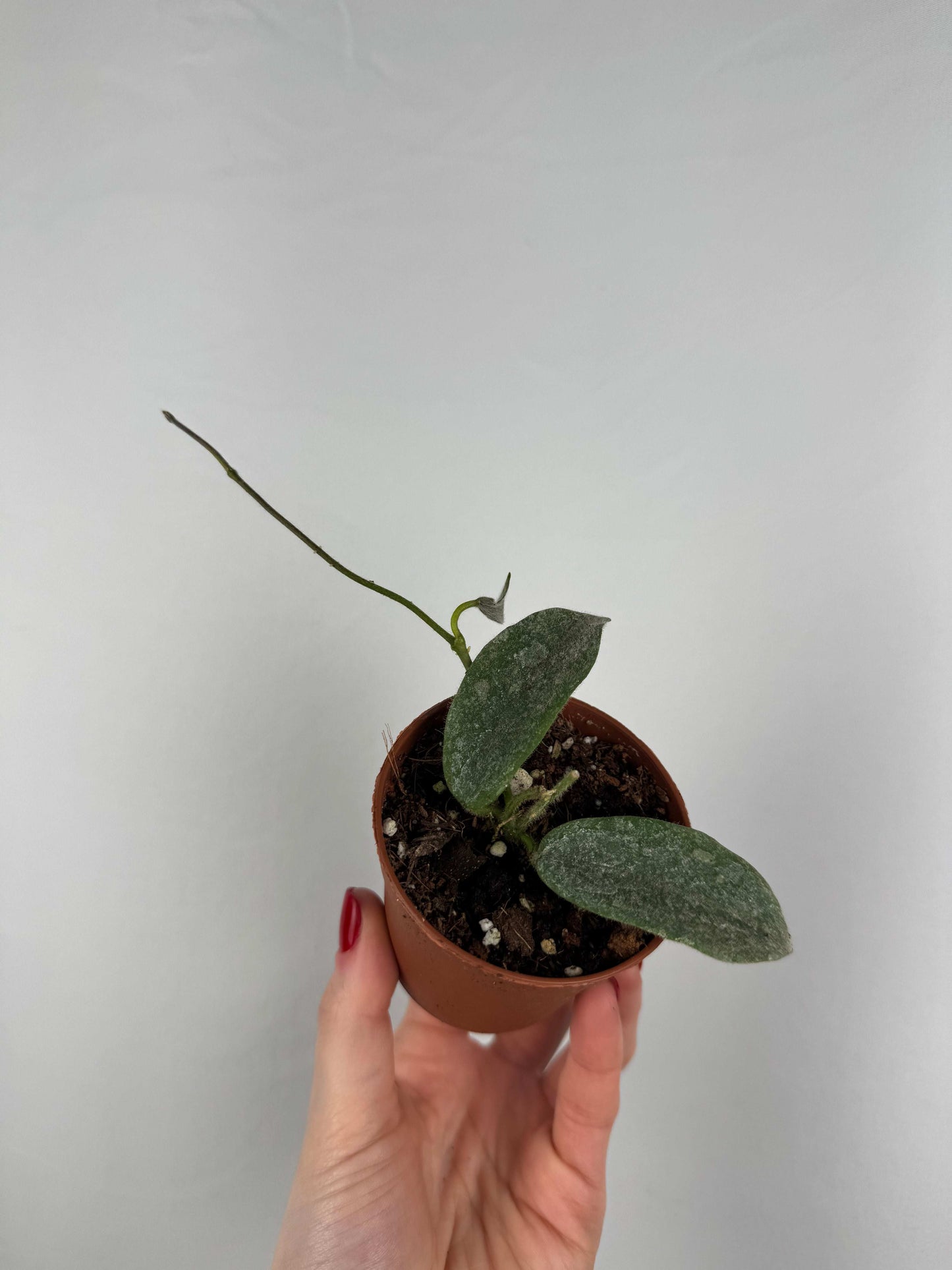 Hoya Thomsonii