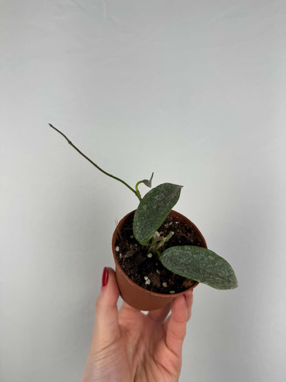 Hoya Thomsonii