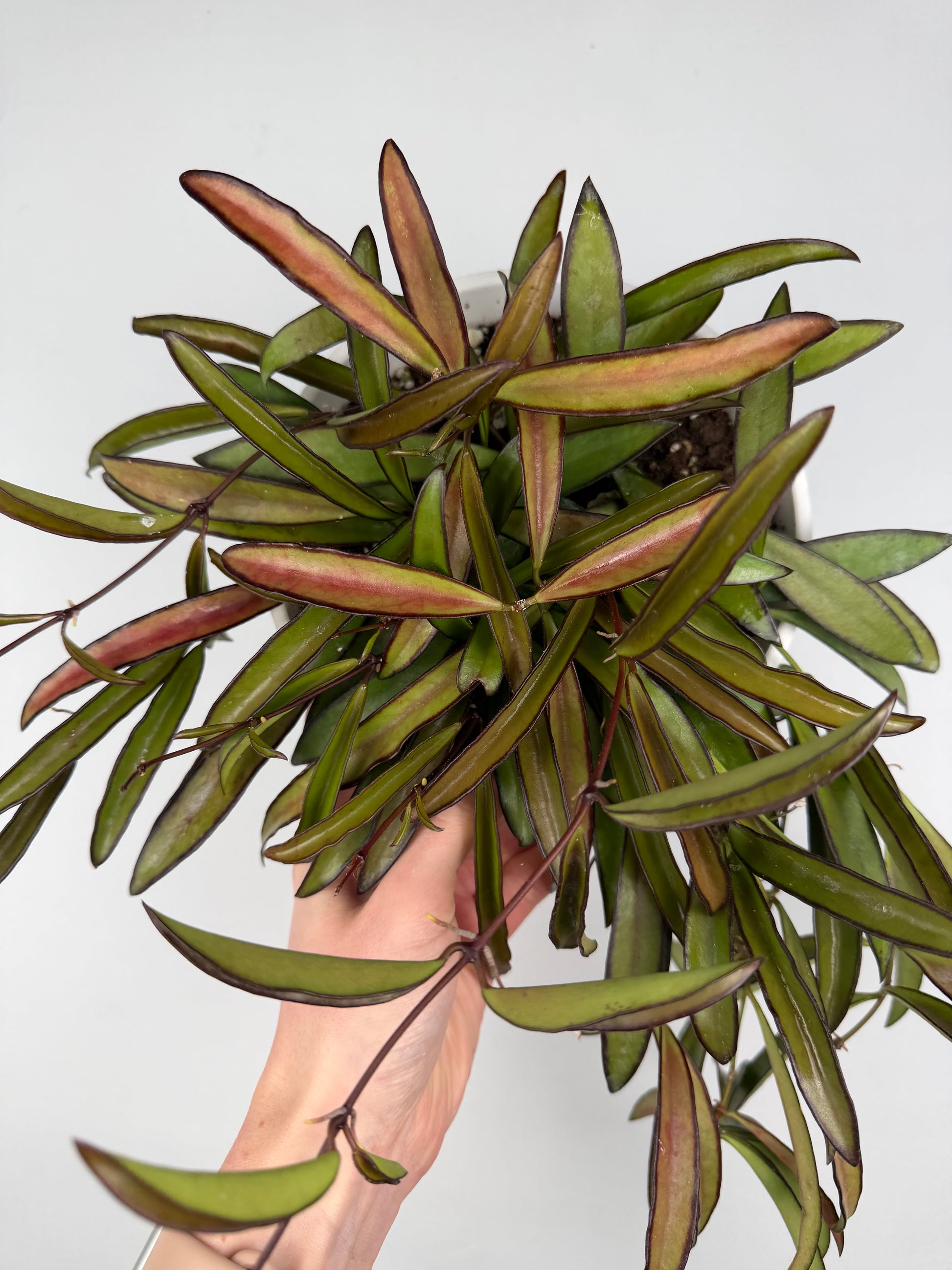 Hoya Wayetii Hoya Tropical Corner “L” 16 cm