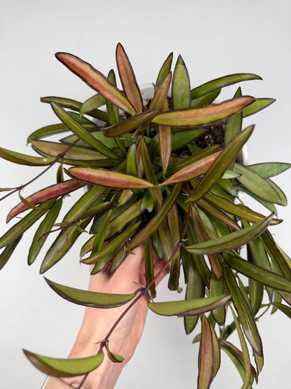Hoya Wayetii Hoya Tropical Corner “L” 16 cm