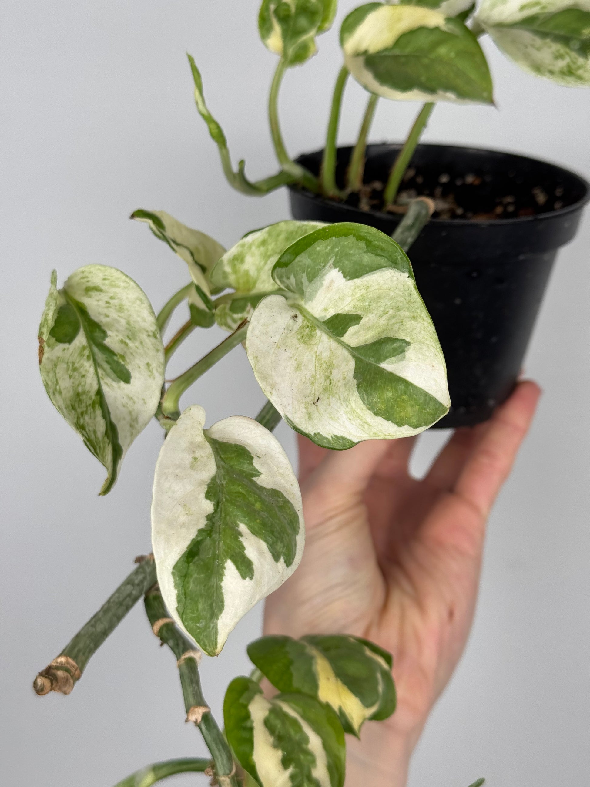 Epipremnum N’Joy | Milo