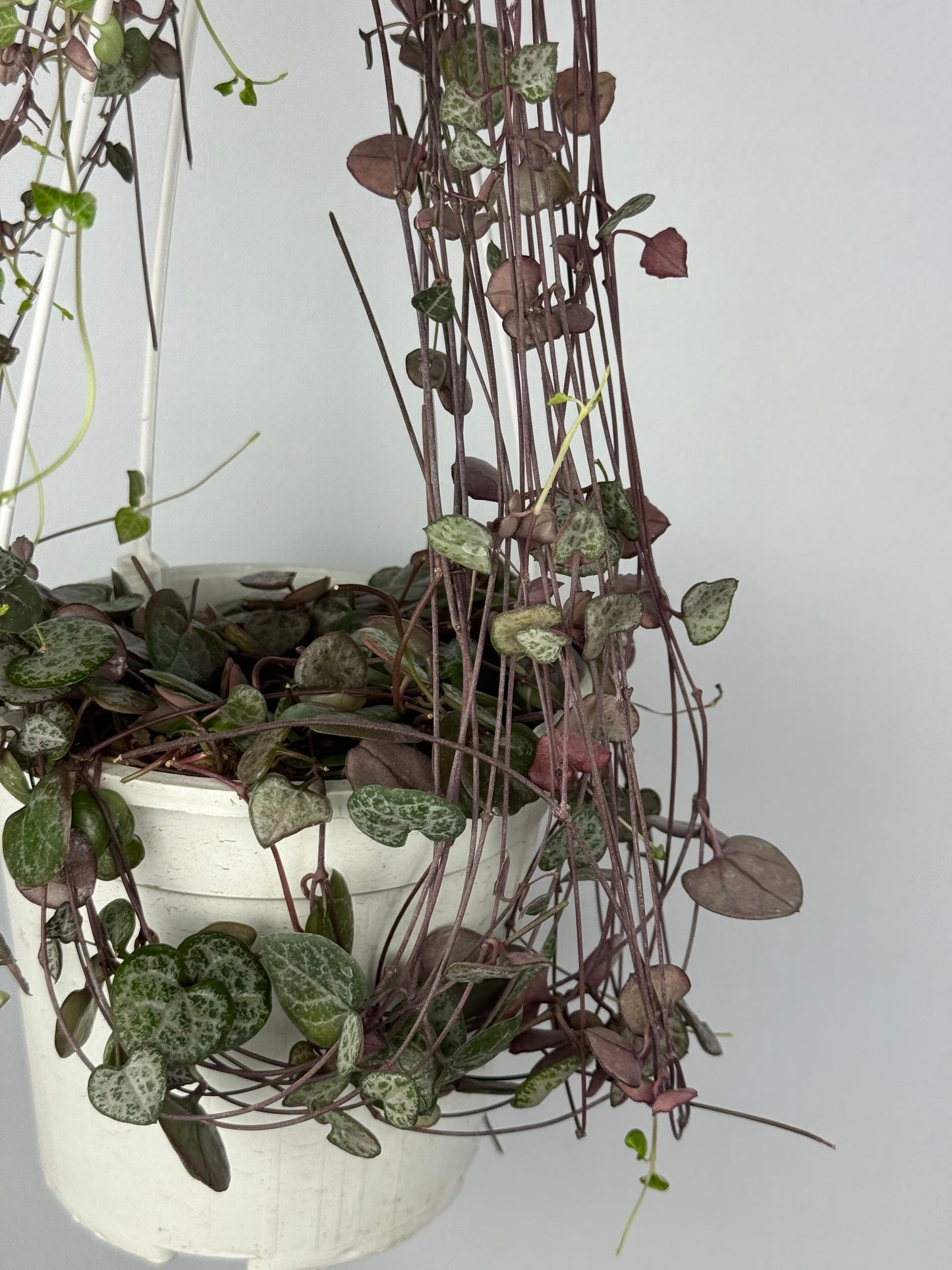 Ceropegia Woodii | Silvie