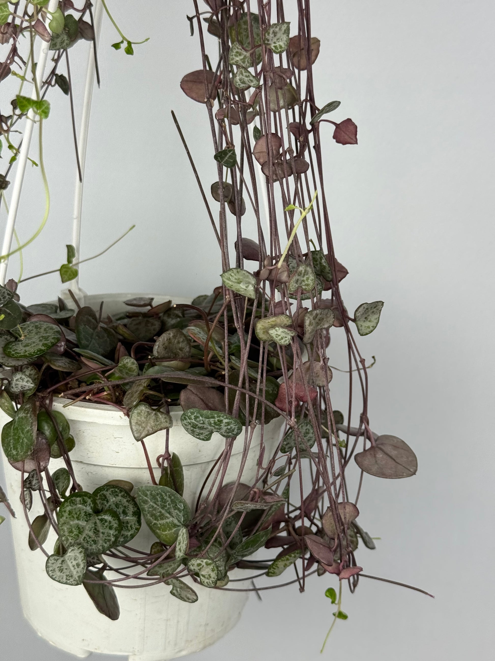 Ceropegia Woodii | Silvie