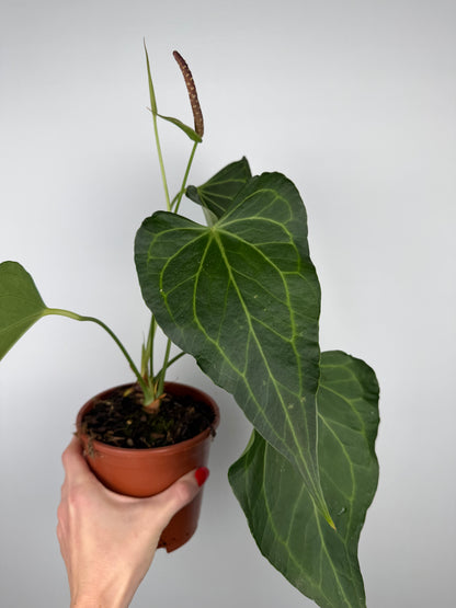 Anthurium Delta Force