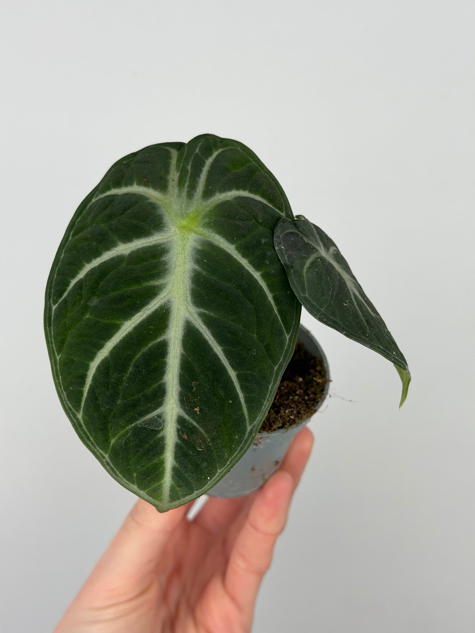 Alocasia Reginula 'Ninja'