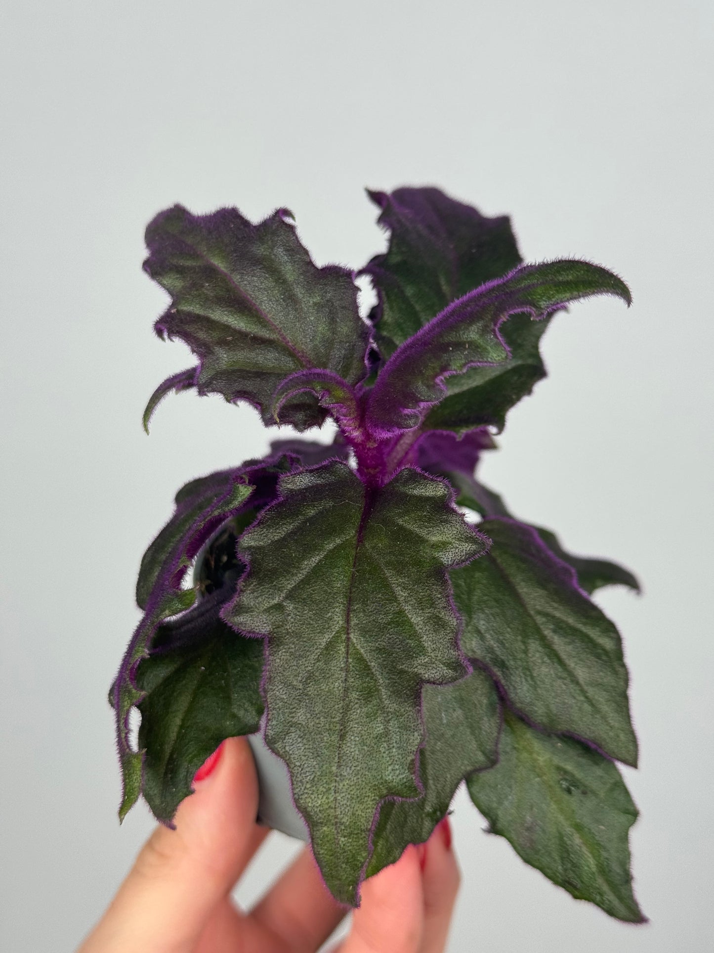 Gynura Aurantiaca “Purple passion”