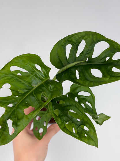 Monstera Adansonii 'Monkey Mask' Monstera Tropical Corner