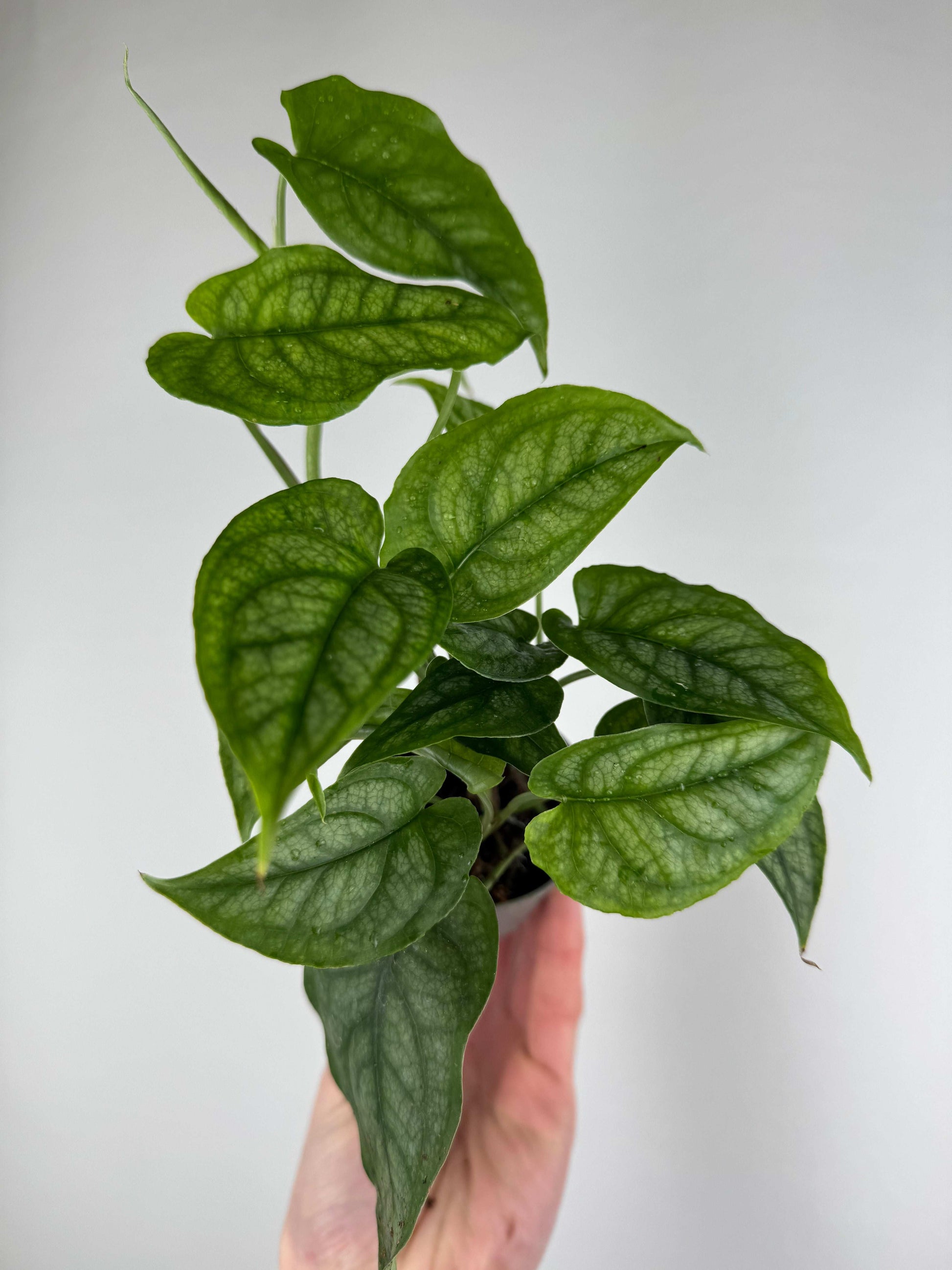 Monstera Siltepecana