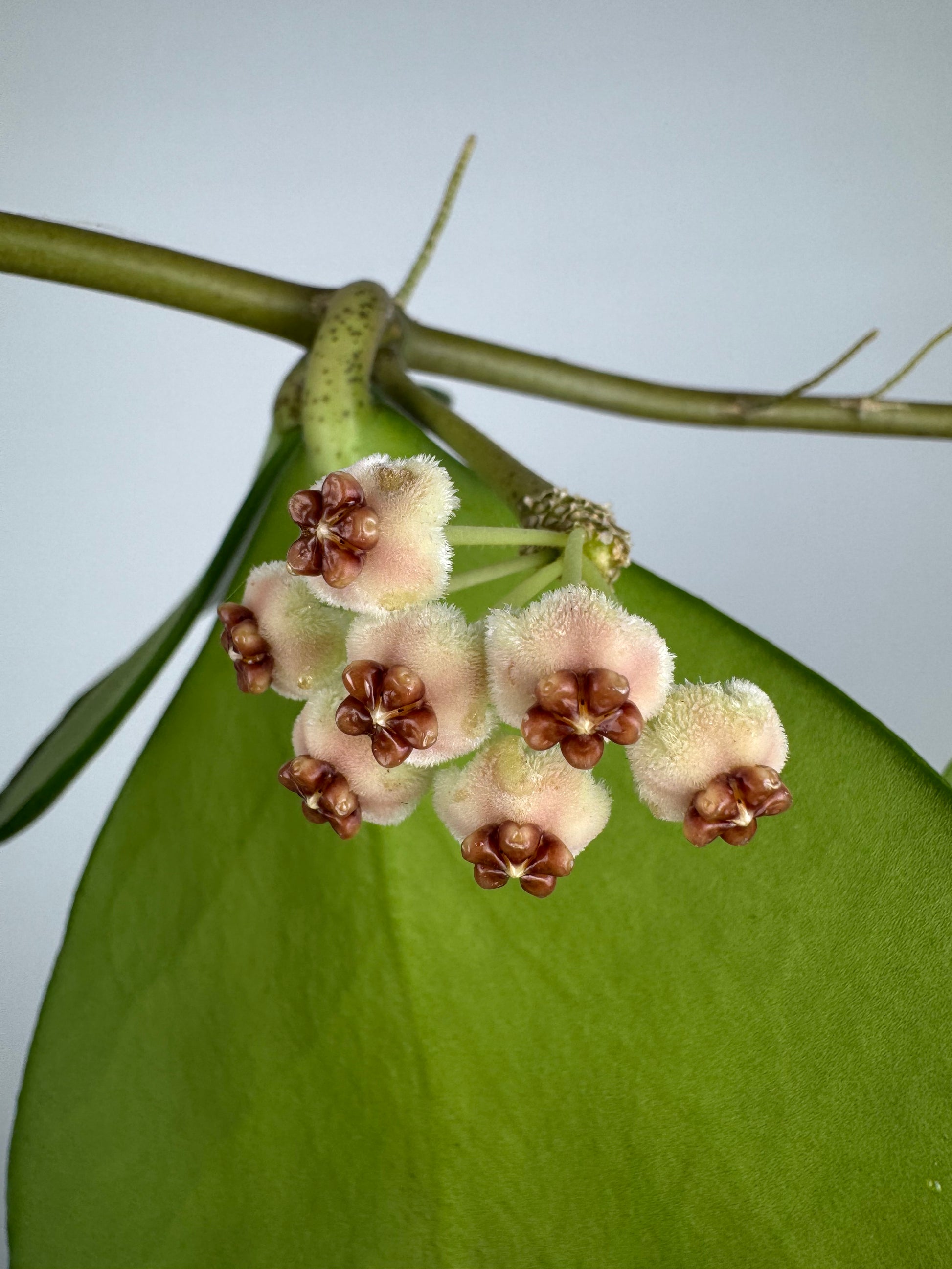 Hoya Kerrii
