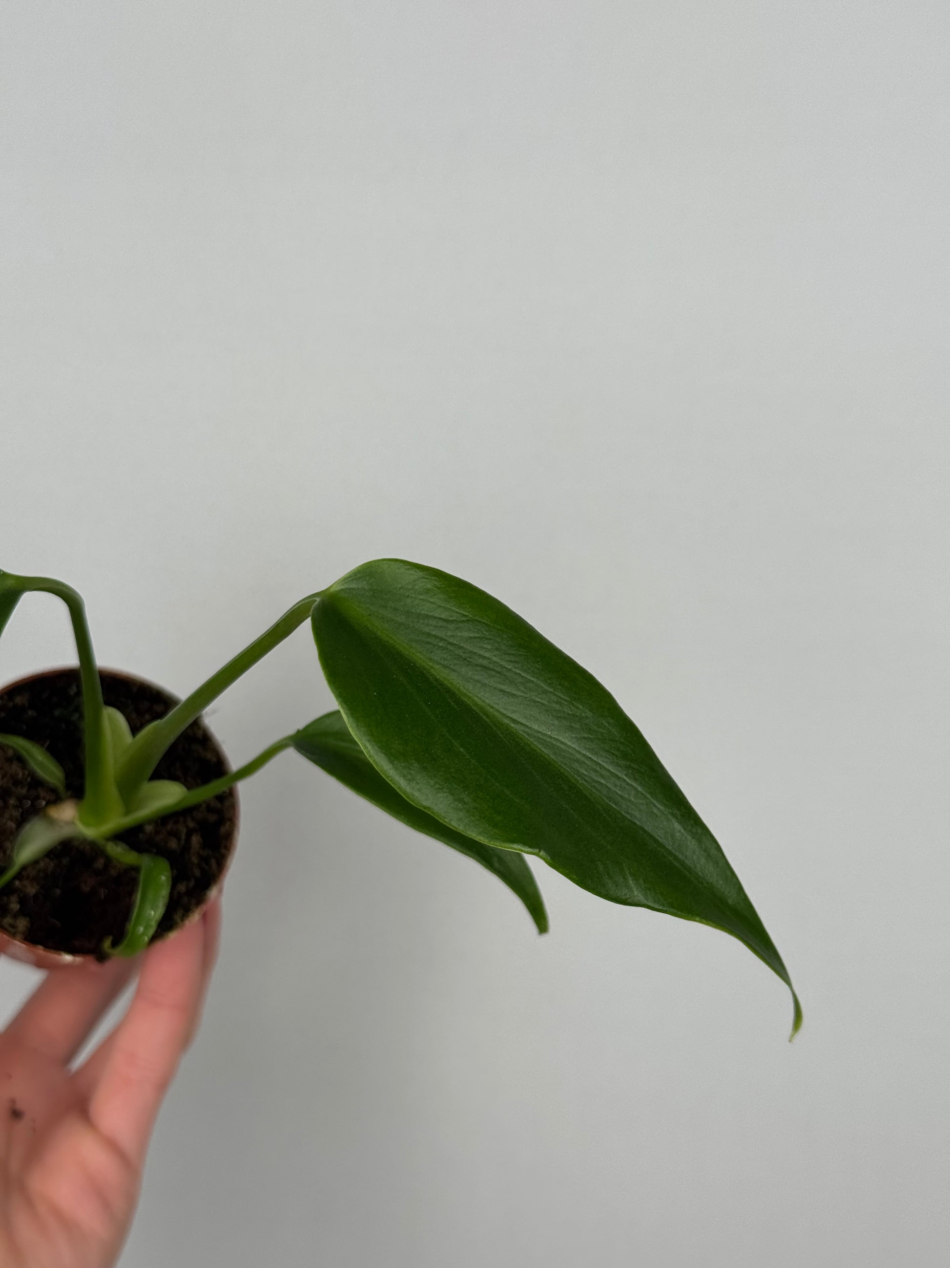Monstera Burle Marx Flame