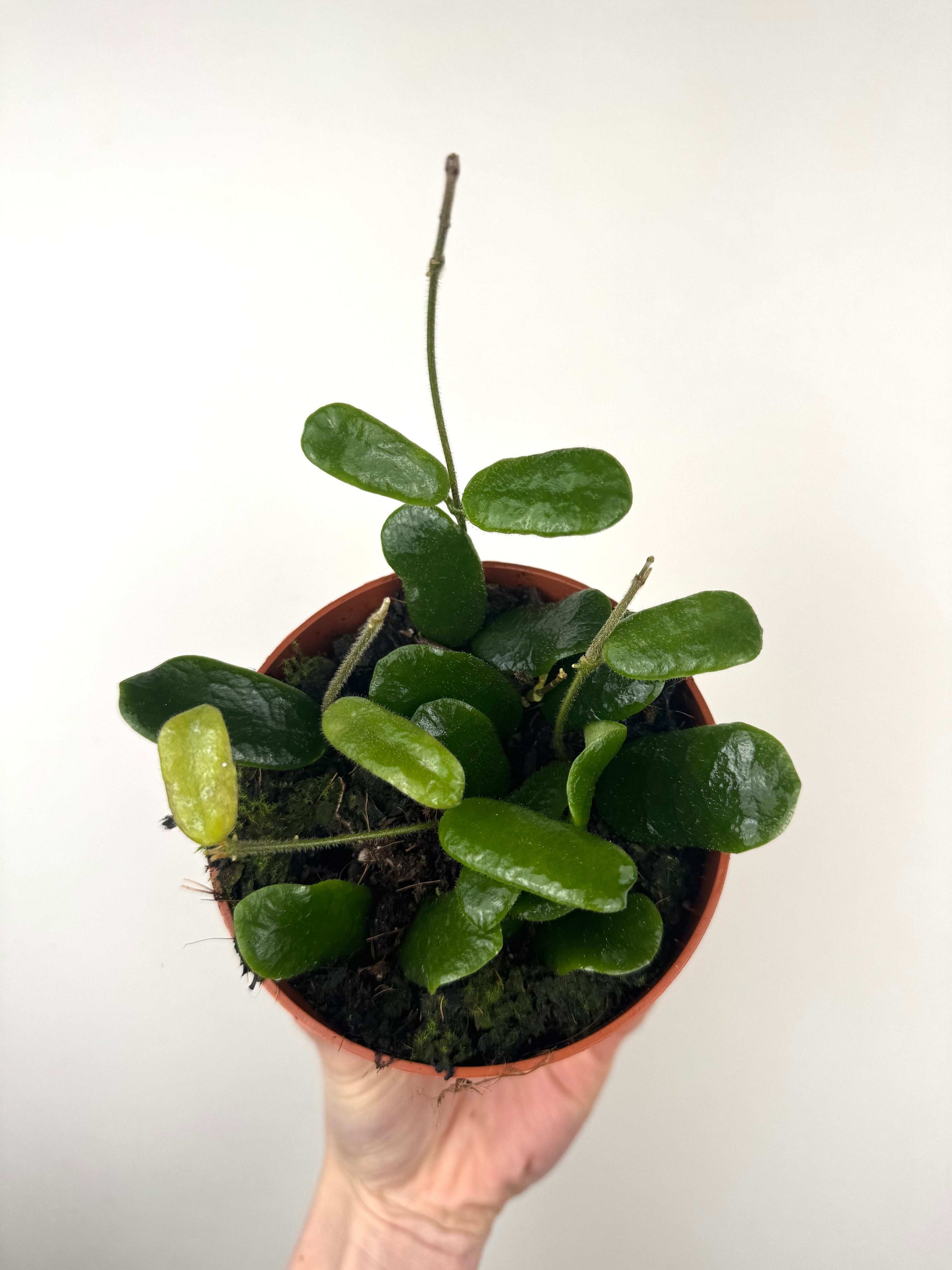 Hoya Rotundiflora