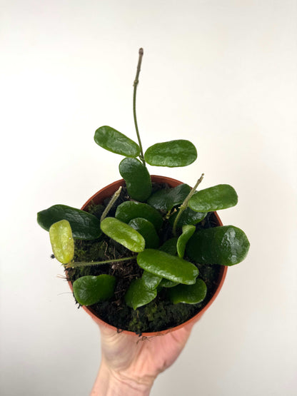 Hoya Rotundiflora