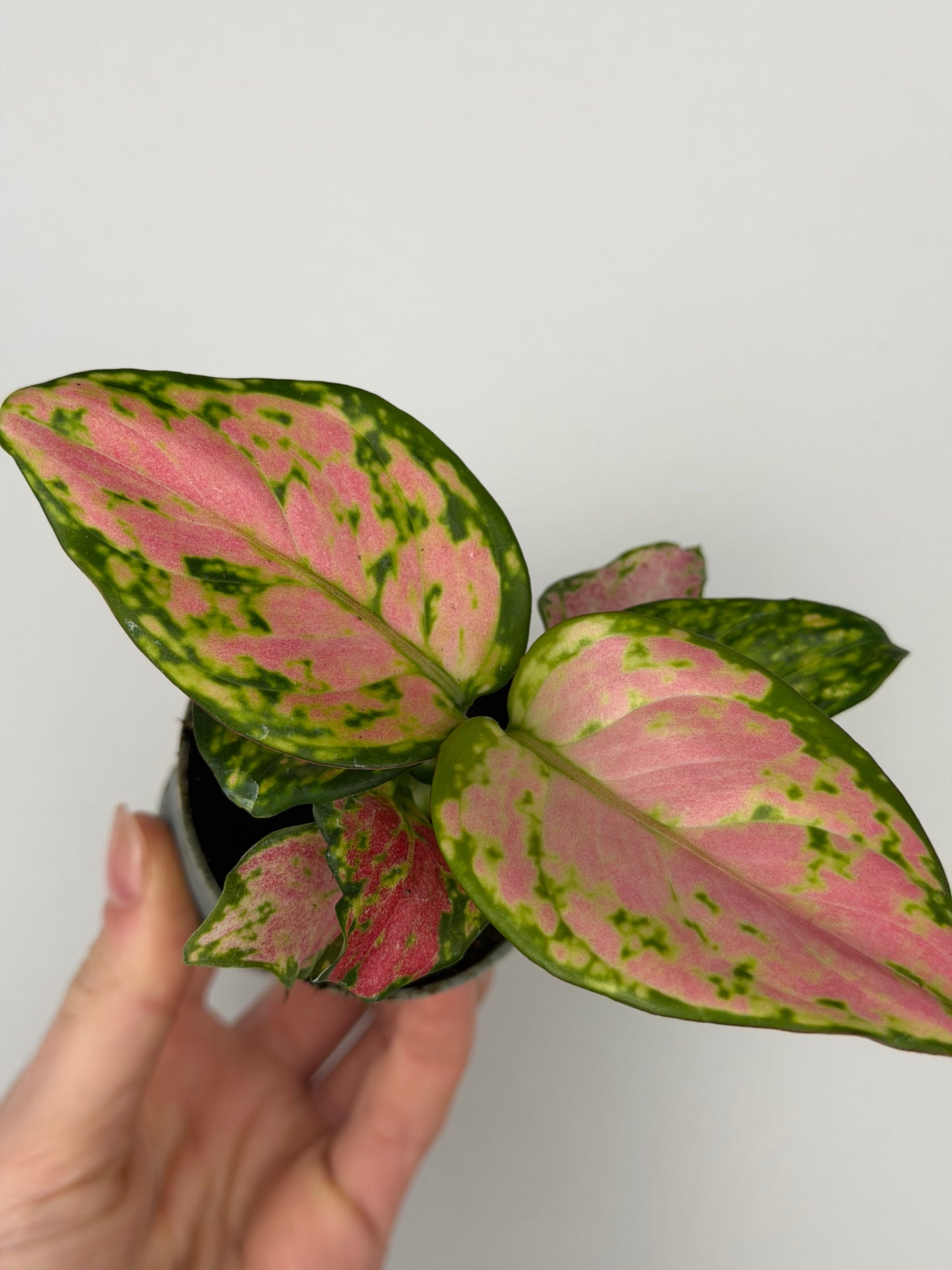 Aglaonema Red Valentine