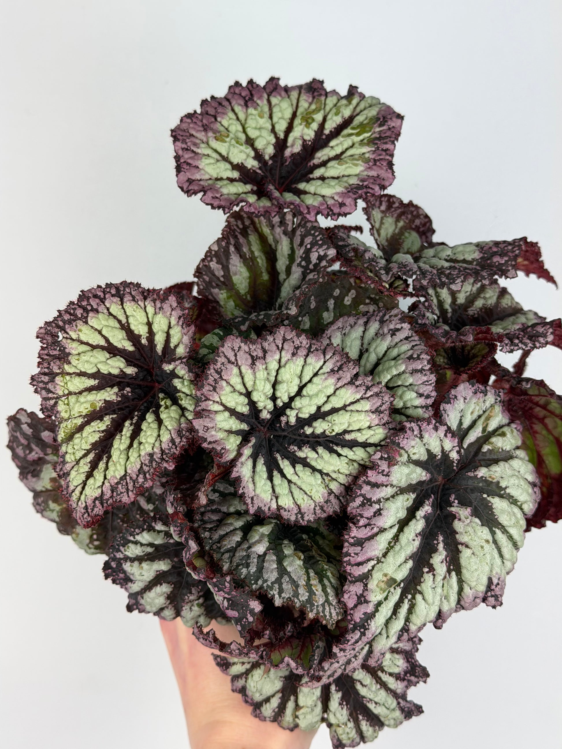 Begonia Fireworks Begonia Tropical Corner