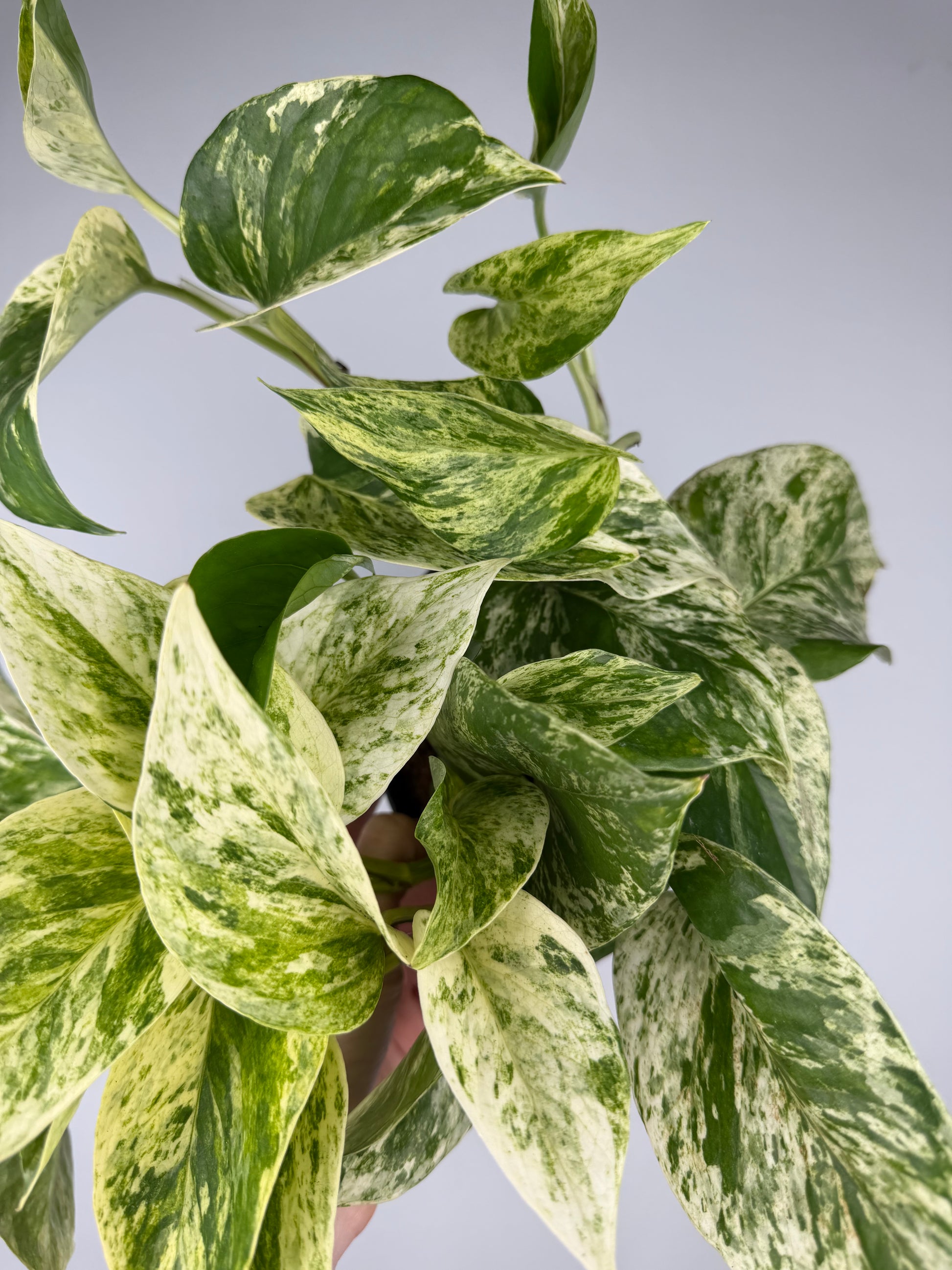 Epipremnum pinnatum Marble Queen Pothos Tropical Corner