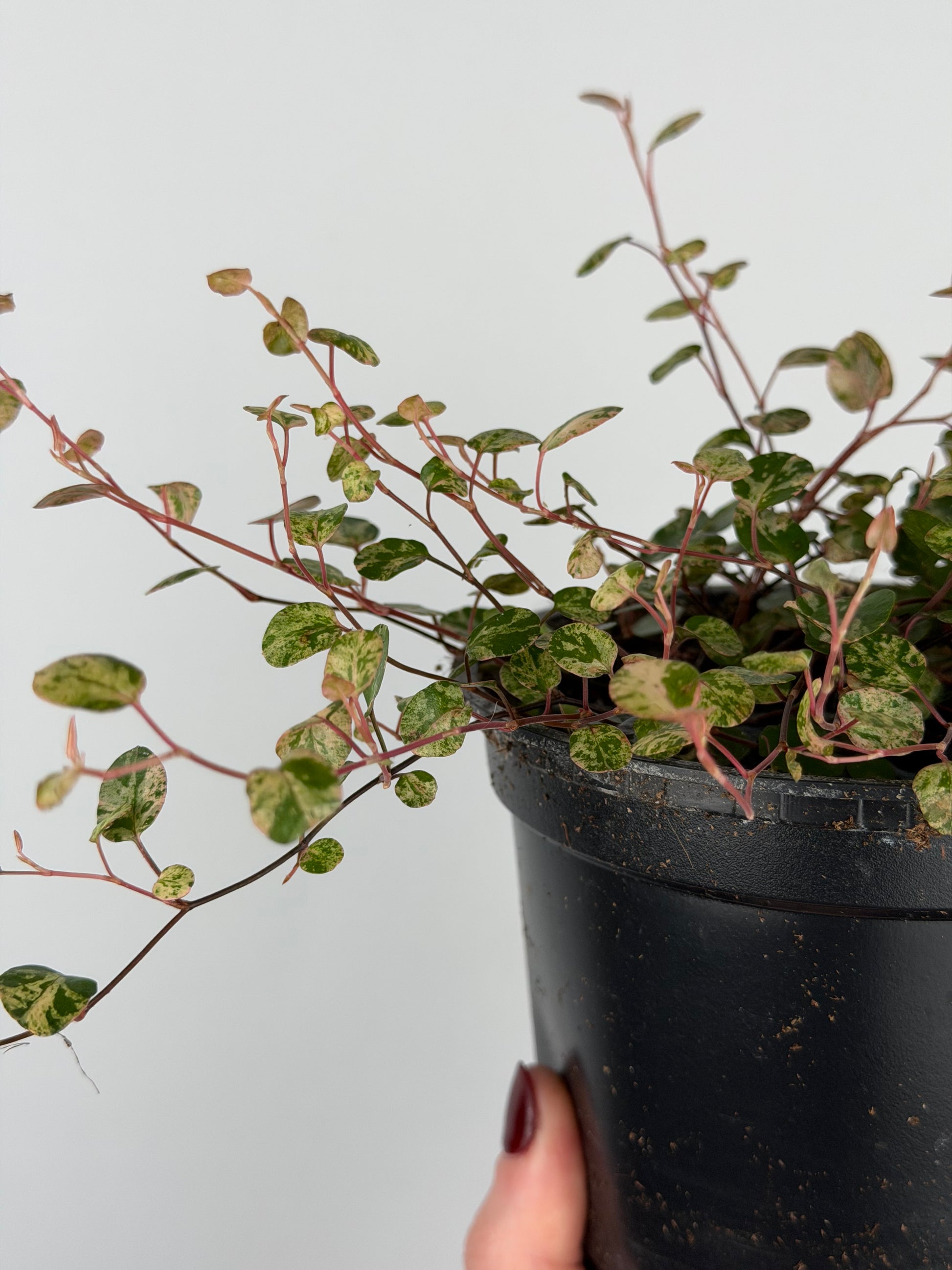 Muehlenbeckia complexa Mao'ri 'Pink Camouflage'