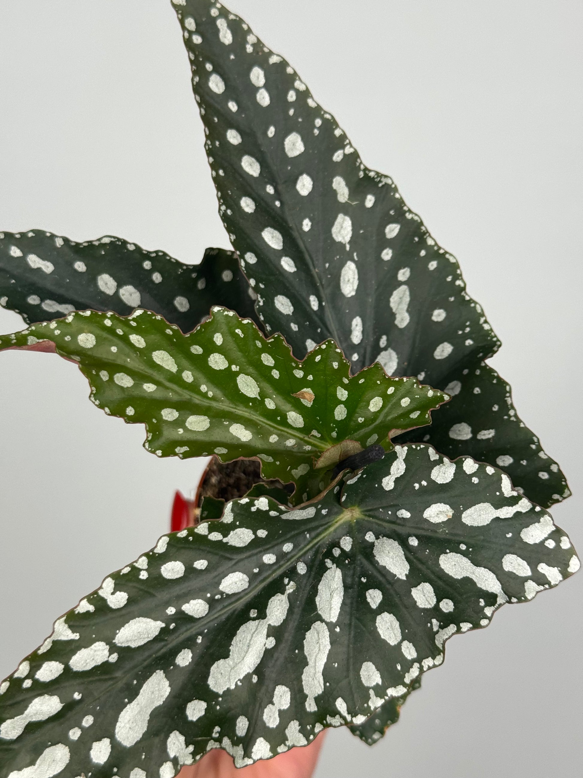 Begonia Maculata “Spotlight Green”