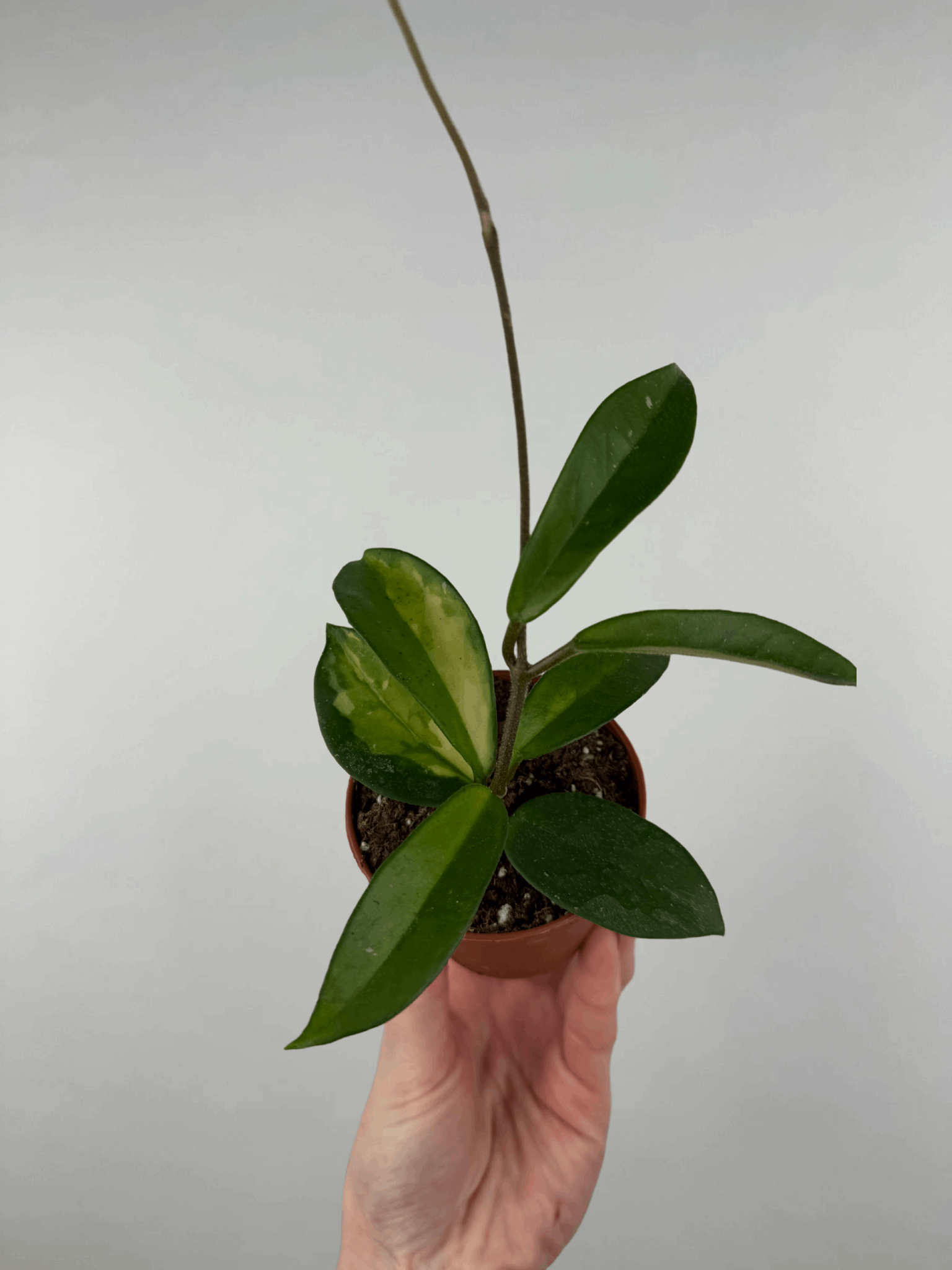 Hoya “Tricolor” | Nina