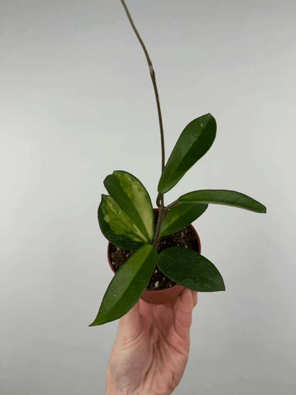 Hoya “Tricolor” | Nina
